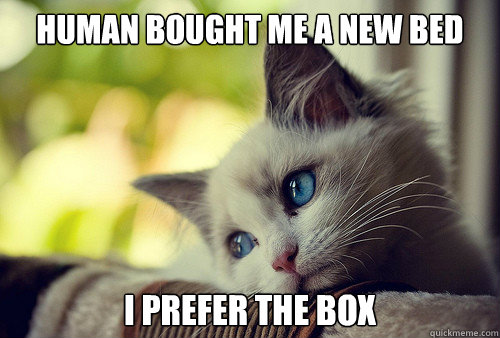 HUMAN BOUGHT ME A NEW BED I PREFER THE BOX - HUMAN BOUGHT ME A NEW BED I PREFER THE BOX  First World Cat Problems