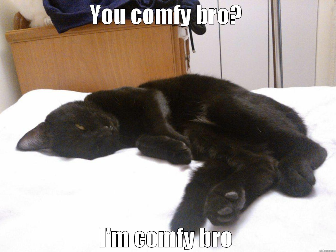comfy cat is comfy - YOU COMFY BRO? I'M COMFY BRO Misc