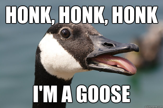 Honk, honk, honk I'm a goose - Honk, honk, honk I'm a goose  Silly Goose