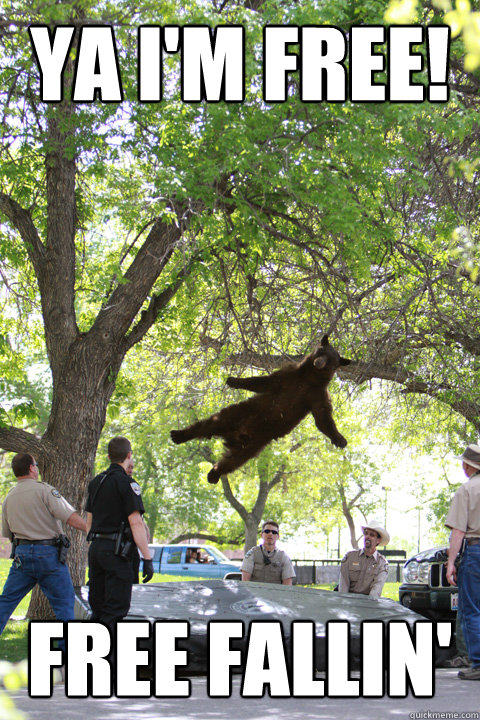 Ya I'm Free! Free Fallin'  Boulder Bear