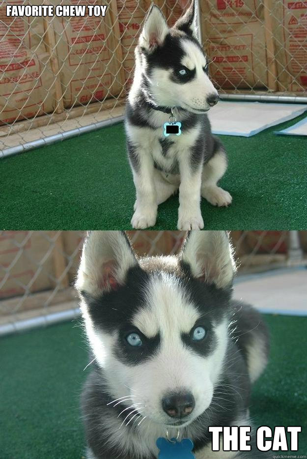 Favorite chew toy the cat  Insanity puppy