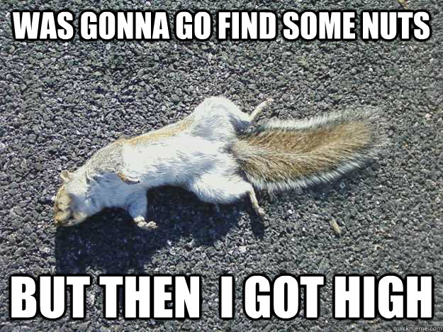 Was gonna go find some nuts but then  i got high  Afroman squirrel