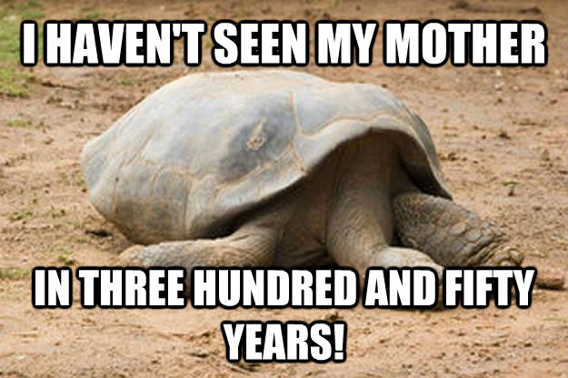 I HAVEN'T SEEN MY MOTHER IN THREE HUNDRED AND FIFTY  YEARS!  Depression Turtle