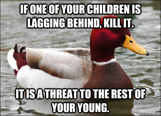 If one of your children is lagging behind, kill it. It is a threat to the rest of your young.  Malicious Advice Mallard