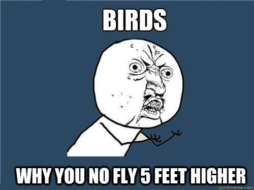 Birds why you no fly 5 feet higher  