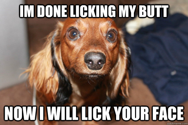 Im done licking my butt now i will lick your face - Im done licking my butt now i will lick your face  Loyal Dog