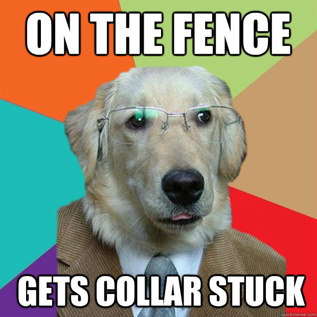 on the fence gets collar stuck - on the fence gets collar stuck  Business Dog
