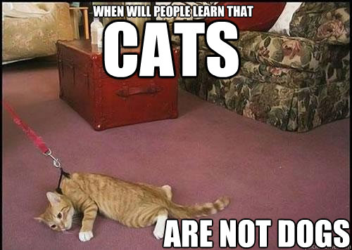 cats are not dogs when will people learn that - cats are not dogs when will people learn that  Cats are not dogs