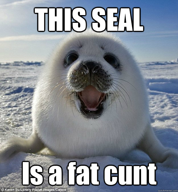 THIS SEAL Is a fat cunt  Easily Pleased Seal