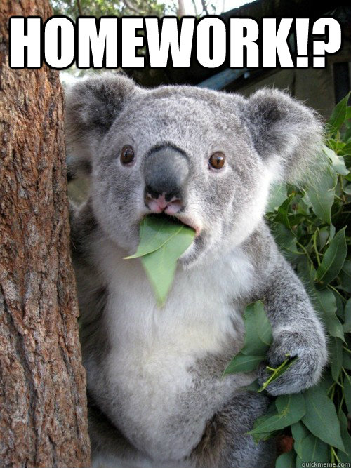 Homework!?   koala bear