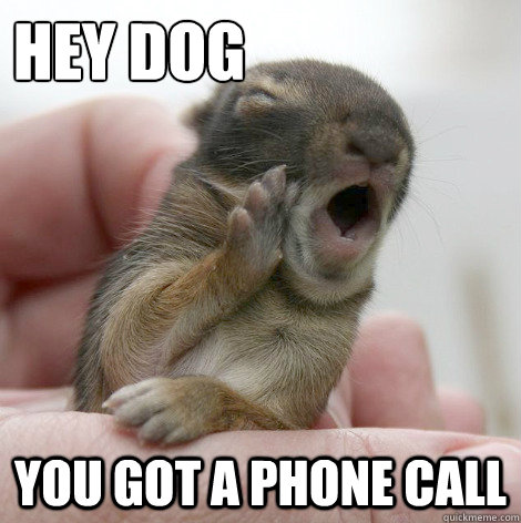 hey dog you got a phone call - hey dog you got a phone call  Informative Baby Bunny