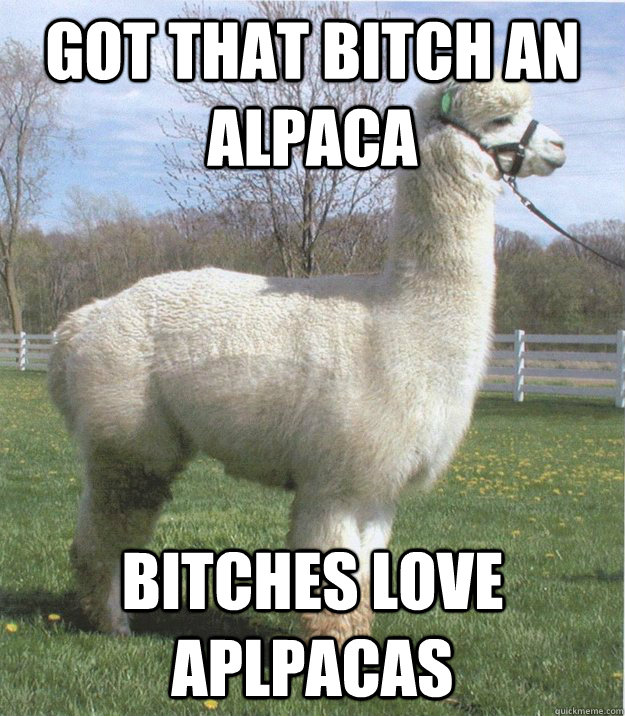 Got that bitch an Alpaca Bitches Love aplpacas - Got that bitch an Alpaca Bitches Love aplpacas  Bitches Love Alpacas