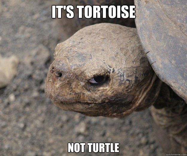 It's TORTOISE not turtle  Insanity Tortoise