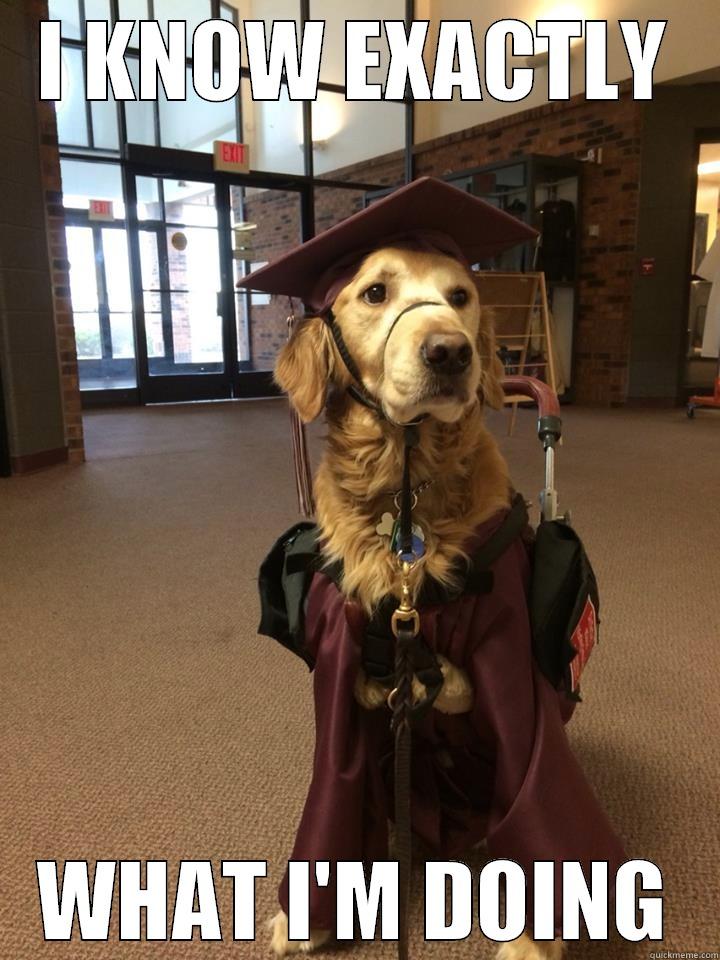SMART DOG BEING SMART - I KNOW EXACTLY WHAT I'M DOING Misc