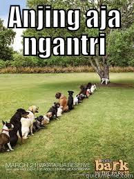 ANJING AJA NGANTRI  Misc