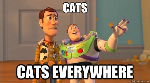 cats cats Everywhere - cats cats Everywhere  Hunger Games Premiere