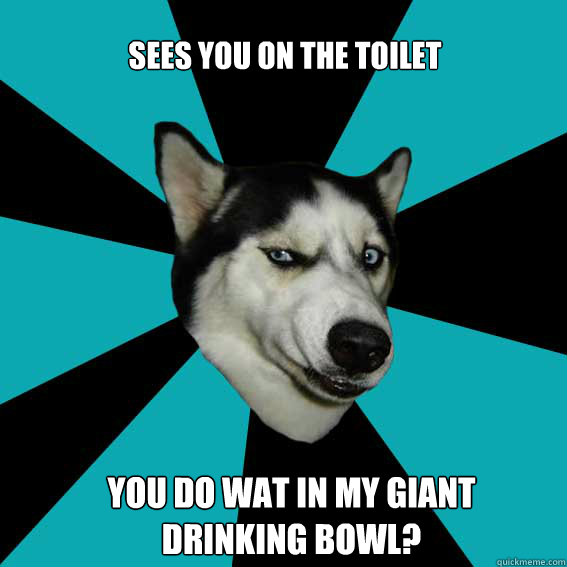 sees you on the toilet you do wat in my giant drinking bowl?  Disgusted Dog