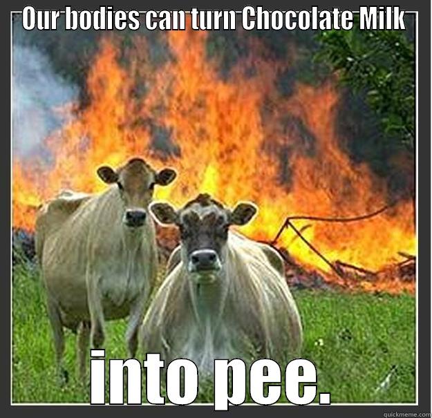 OUR BODIES CAN TURN CHOCOLATE MILK INTO PEE. Evil cows