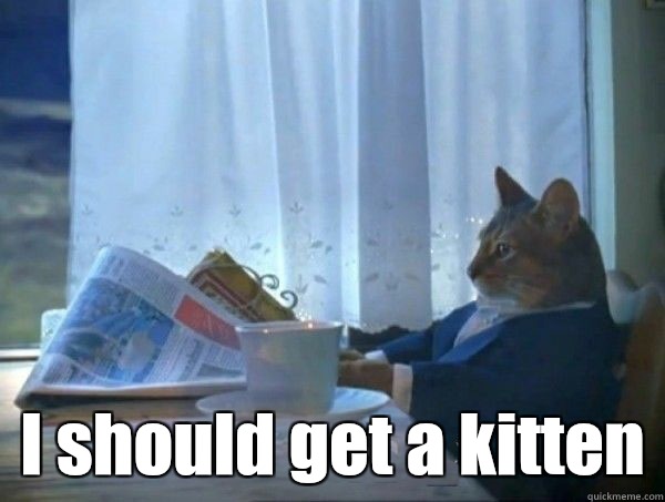 I should get a kitten  morning realization newspaper cat meme