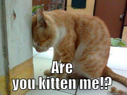  ARE YOU KITTEN ME!? Misc