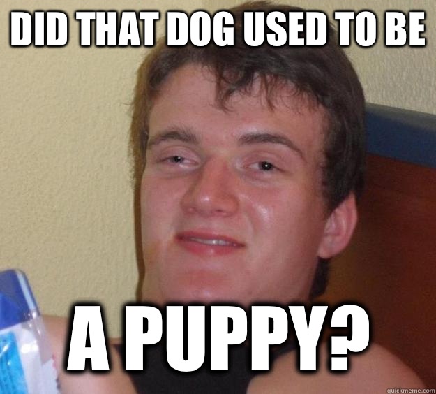 Did that dog used to be  A puppy?  10 Guy
