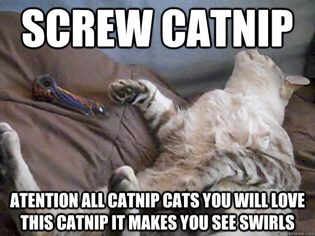 screw catnip atention all catnip cats you will love this catnip it makes you see swirls - screw catnip atention all catnip cats you will love this catnip it makes you see swirls  Stoner Cat