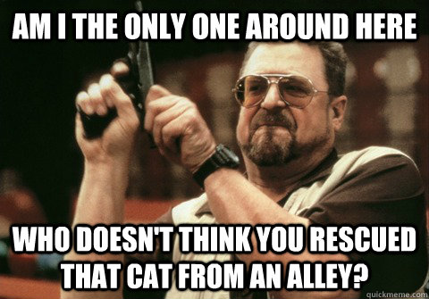 Am I the only one around here who doesn't think you rescued that cat from an alley?  - Am I the only one around here who doesn't think you rescued that cat from an alley?   Am I the only one