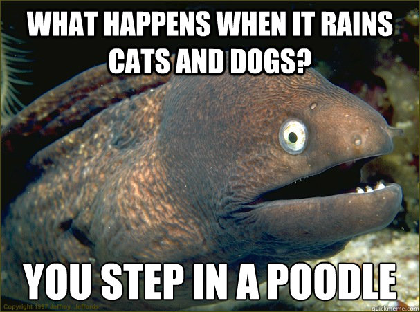What happens when it rains cats and dogs? You step in a poodle  Bad Joke Eel