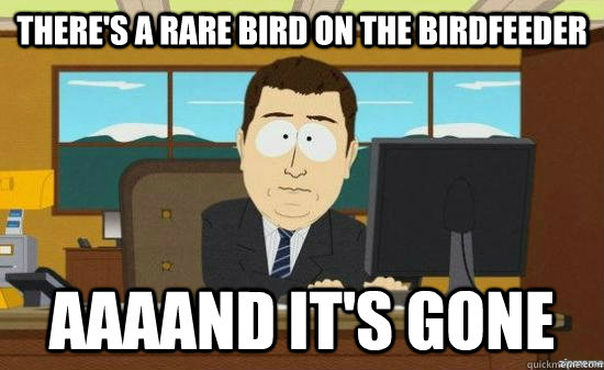 there's a rare bird on the birdfeeder AAAAND It's gone  aaaand its gone