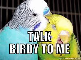  TALK BIRDY TO ME Misc