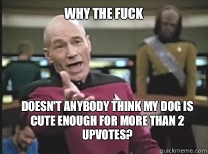 why the fuck Doesn't anybody think my dog is cute enough for more than 2 upvotes?  Annoyed Picard