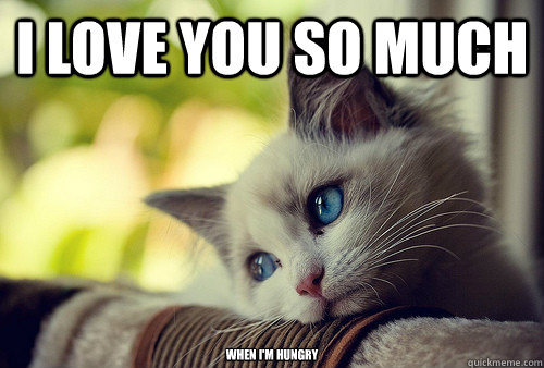 I love you so much when i'm hungry - I love you so much when i'm hungry  First World Problems Cat