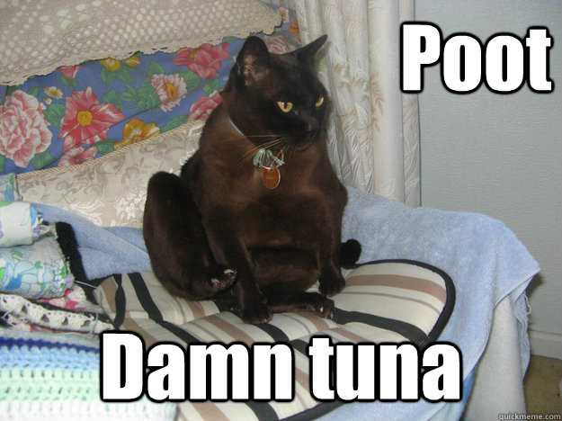 Poot Damn tuna  Farting Cat