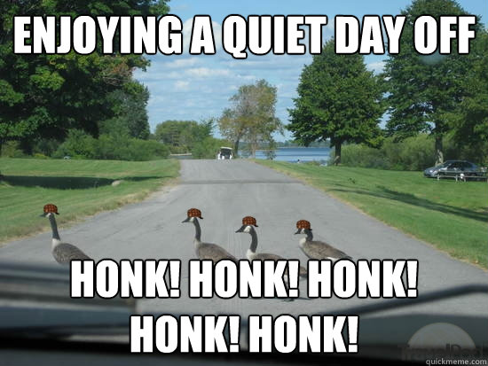 enjoying a quiet day off honk! honk! honk! honk! honk!  Scumbag Geese