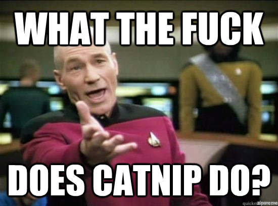 What the fuck does catnip do?  Annoyed Picard HD