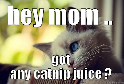 HEY MOM .. GOT ANY CATNIP JUICE ? First World Problems Cat