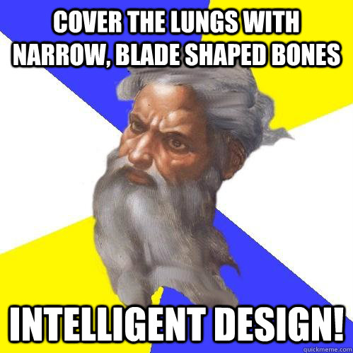 cover the lungs with narrow, blade shaped bones intelligent design!  Advice God