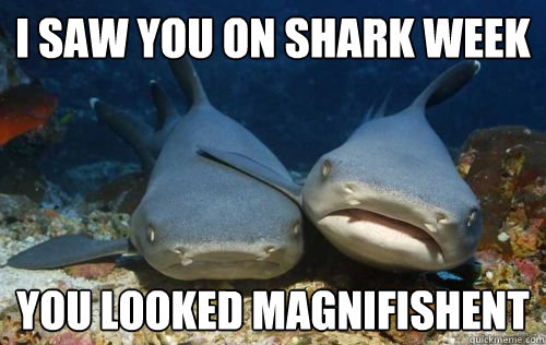 I saw you on shark week you looked magnifishent  Compassionate Shark Friend