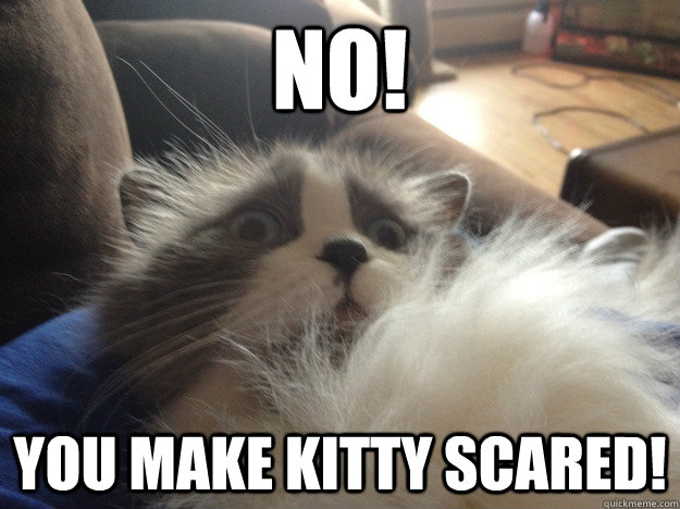 No! you make kitty scared! - No! you make kitty scared!  Terrorised Kitty