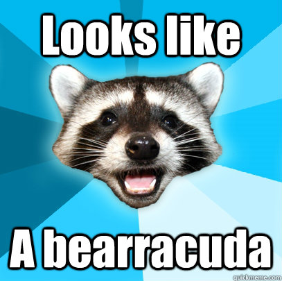Looks like  A bearracuda  Lame Pun Coon