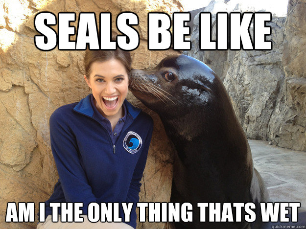 seals be like am i the only thing thats wet  Crazy Secret