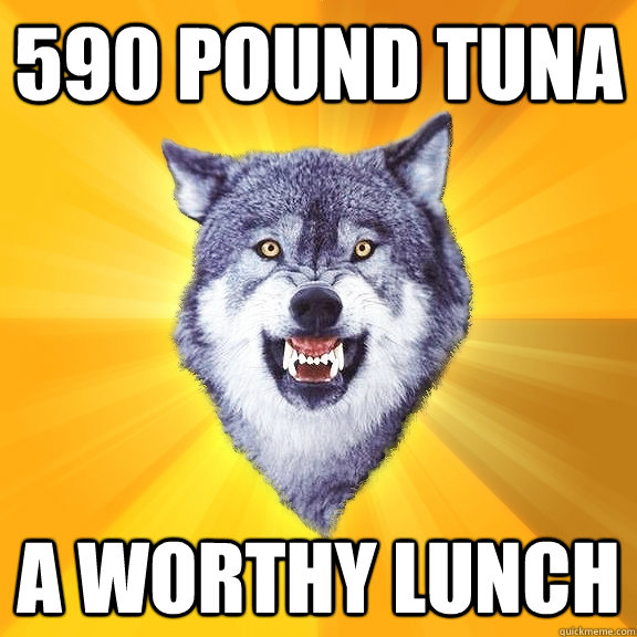 590 pound tuna a worthy lunch  Courage Wolf