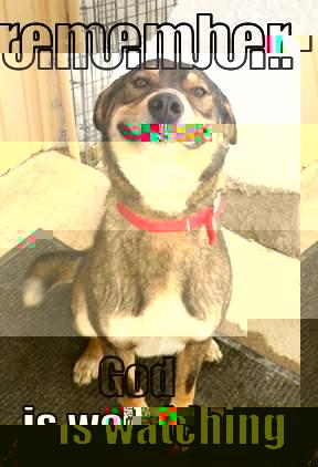 REMEMBER.. GOD IS WATCHING Good Dog Greg