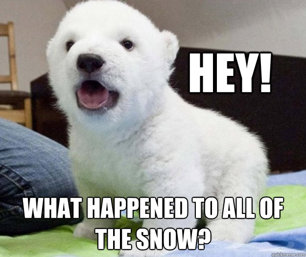 HEY! What happened to all of the snow? - HEY! What happened to all of the snow?  Baby Polar Bear