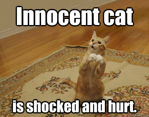 Innocent cat is shocked and hurt.  