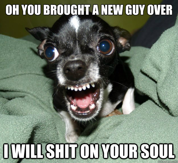 Oh you brought a new guy over I will shit on your soul  Chihuahua Logic