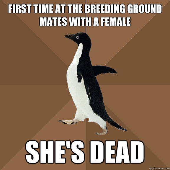 First time at the Breeding Ground mates with a female She's Dead  Sexually Awkward Penguin