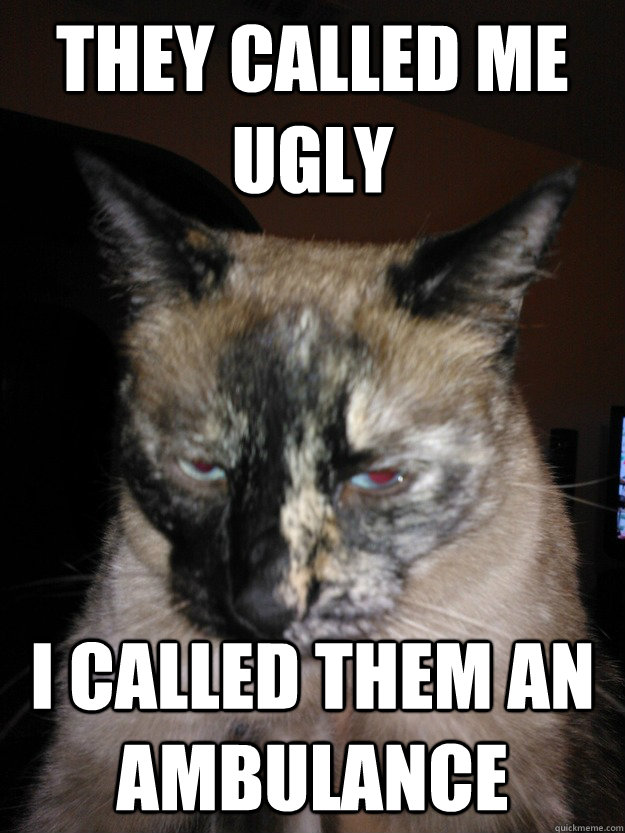 They called me ugly I called them an ambulance  Ugly Cat