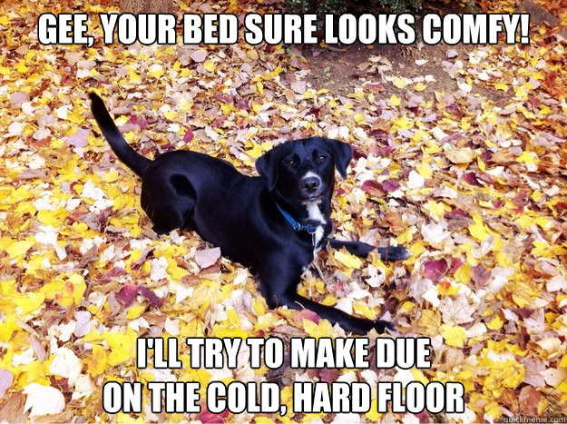 gee, your bed sure looks comfy!
 I'll try to make due 
on the cold, hard floor  Guilt Giving Good Dog