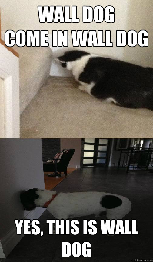 wall dog
come in wall dog yes, this is wall dog - wall dog
come in wall dog yes, this is wall dog  Misc
